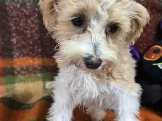 Maltipoo  få rejseklar 