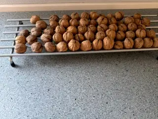 valnødder sælges 