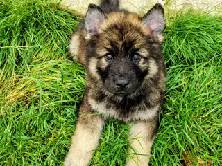 Finsk lapphund / langhåret schæfer hvalpe