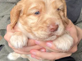 Ft cocker hvalpe