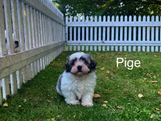 Shih Tzu Hvalp