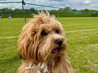 Parring Bichon Havanaiser
