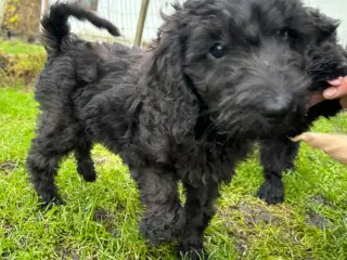 Cockapoo/cockerpoo/doodle