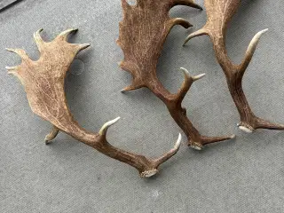 3 rigtig store kastestænger fra dåhjort sælges