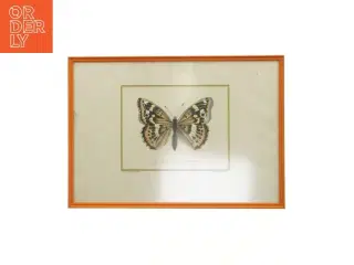 Indrammet sommerfugleillustration (str. 41 x 29,5 cm)