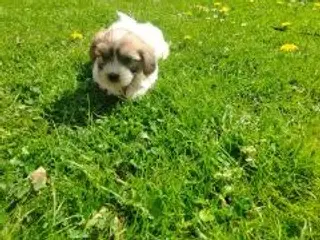Coton de tulear hvalpe piger
