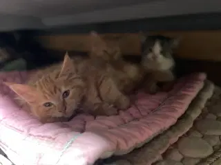 2 kattekillinger gives væk