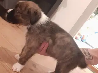 2 tilbage - Australian shepherd x Boxer