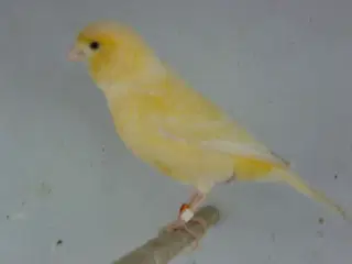 Gul Kanarie 