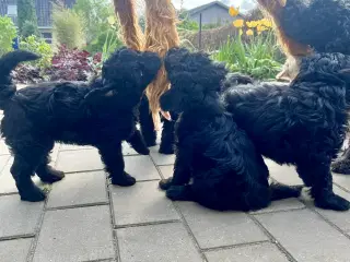 Cavapoo-hvalpe 4 tilbage