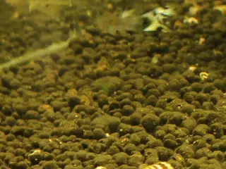 Gubby, rejer, Helena snegle