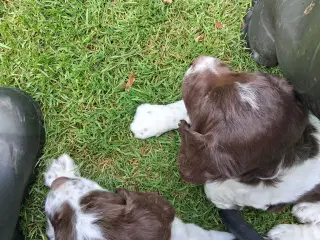 Springer spaniel hvalpe 