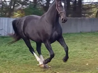 Tysk Oldenborg hoppe