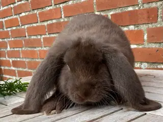 FRANSK VÆDDER HUN HAVANA