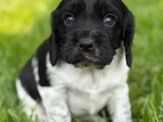 Cavalier Blanding