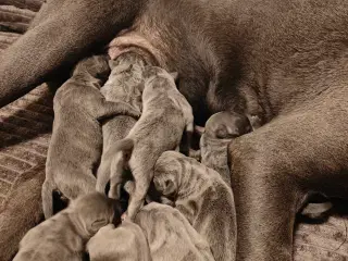 Cane corso hvalpe