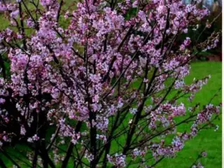 Stikling af Japansk kirsebærtræ købes