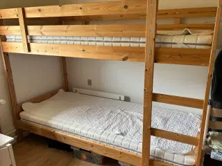 Køjeseng fyrretræ 