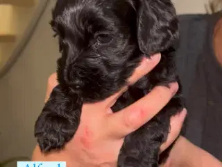 Cockapoo hundehvalpe 