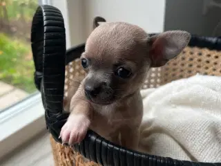 Mini-chihuahua hvalp på 6 uger 