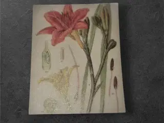 Elegant papirark med rød lilje og botanisk motiv F