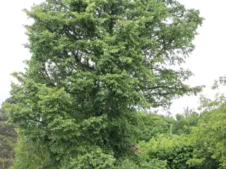 Korkelm