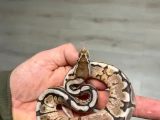 Kongepyton 