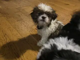 Shih tzu