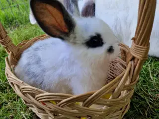 Lille Rex Kaninunger