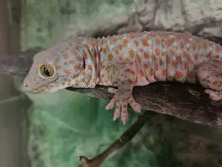 Tokay gekko 