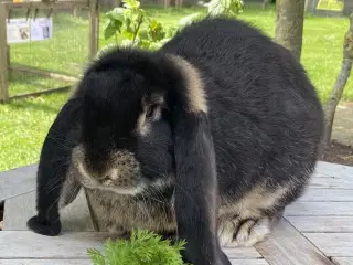 FRANSK VÆDDER HAN SORT OTTER