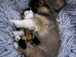 Pomeranian han hund 