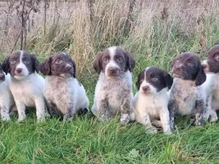 Field cocker, ft springer mm