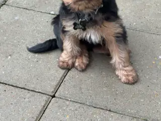 Yorkshire terrier hvalp