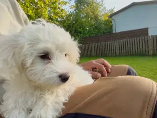 Bichon malteser hvalpe