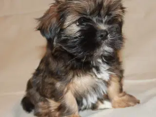 Lhasa Apso hvalpe