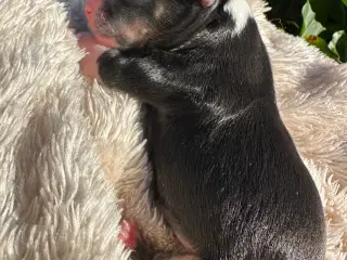 Chihuahua