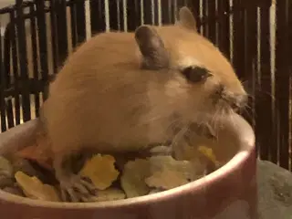 3 Ørkenrotter hanner