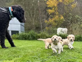 Cockapoo/cockerpoo/doodle