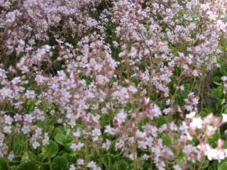 saxifraga urbiumi 