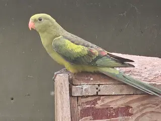 Rock peplar