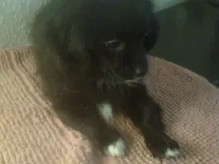 Den skønneste Pomeranian-blandingshvalp