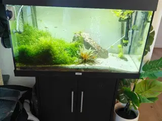 Akvarie 