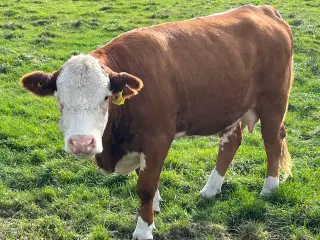 Sælges Hereford kvie