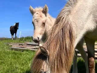 Smukt Palmino Hoppeføl