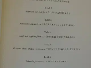 liebenswertes meisenvolk + blütenwunder in den alp