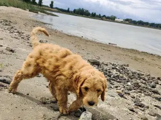 Skøn multigen Labradoodle hvalp søger kærligt hjem