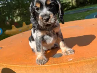 Cocker spaniel 