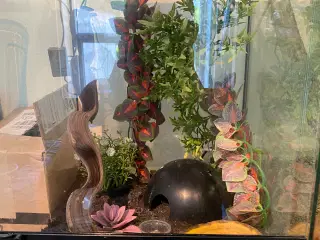 Kronegekko unger, med terrarium og tilbehør