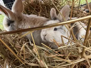 Mini Lop kaninunger